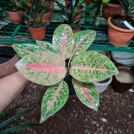 aglaonema harlequin