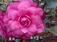【盛宏茶花】茶花品種︱5吋盆原棵茶花︱麗修