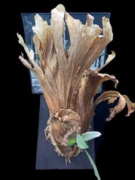 Platycerium willinckii java 爪哇鹿角蕨 Polypodiaceae 水龍骨科 Platycerium 鹿角蕨屬