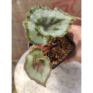 Begonia Escargot Live Plant