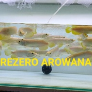 ARWANA GOLDEN RED/ARWANA GOLDEN HB/ GOLDEN HB MURAH