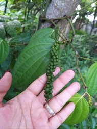 Paminta Black Peppercorns Native Piper nigrum Spices seedlings well established