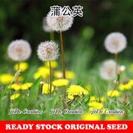 Benih Bunga Dandelion / Dandelion Flower Seed / 蒲公英种子