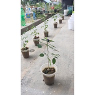 ANAK POKOK BUNGA TELANG (CLITORIA TERNATEA) dalam POLIBAG