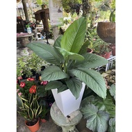 Giant Peace Lily (Spathiphyllum sensation)
