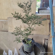 base bonsai bluebell