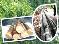 ขายส่ง 100 เมล็ด เมล็ดไผ่ซางหม่น Dendrocalamus sericeus ไผ่นวลราชินี ไผ่ ไม้ไผ่ Bamboo พืชตระกูลหญ้า