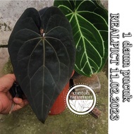 Anthurium AOS TEZULA Ace Of Spades