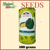 BELLA F1 HYBRID CALABASA SEEDS (850 SEEDS OR 100 GRAMS) EAST WEST SEEDS