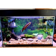 aquarium complete set with top cover for channa fish