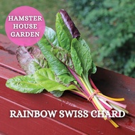 HSK [1gram] RAINBOW SWISS CHARD MIX BETA VULGARIS SEED