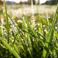 3000 เมล็ด เมล็ดพันธุ์ หญ้า หญ้าเลี้ยงสัตว์ Grass Seeds สายพันธุ์ หญ้ารูซี่ (Ruzi Grass) ทนแล้งได้ดี