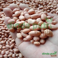 Benih kacang tanah hibrida kulit putih super jumbo isi 1 kg super