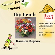 Biji Benih Gazania Rigens 150pcs+ 百花仙子勋章花种子 Flower Seeds Chrysanthemum seed anak pokok bunga dahlia 