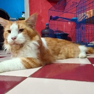 Mainecoon jantan pedigree sertifikat wcf jantan