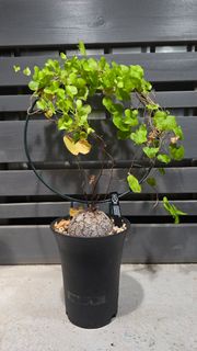 南非龜甲龍 塊根植物