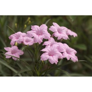 Ruellia Pink🌸 Pokok Ruellia Pink dengan akar