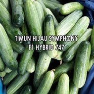 Biji benih sayur buah timun hijau symphony cucumber seeds