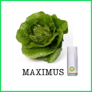 ✉ ◄ Rijk Zwaan Lettuce Pelletized 100 Seeds | Nutrihydro
