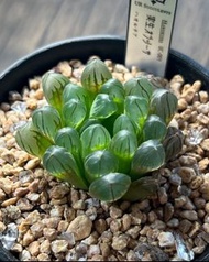 💎限時優惠💎  首度釋出❗️ 《UC-001 實生玉露》大側芽 多肉植物 風水植物 禮物 水晶 盆栽 象牙宮