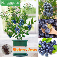 20seeds Blueberry Seeds for Planting Fruits Organic Fresh Fruit Seeds Dwarf Fruit Tree Plants Seedli