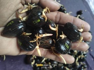 BIBIT BENIH BIJI KECAMBAH SAWIT DXP PPKS 239/ DXP PPKS 540 / DXP PPKS 718 BERSERTIFIKAT