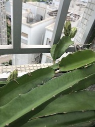 有機紅肉火龍果苗（$20/支 $50/4支）Pitaya / dragon fruit 