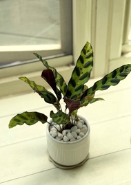 植栽小品_三寸陶瓷花器/白金葛/合果芋/初雪葛/劍尾竹芋