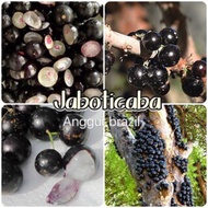 TKP, Jaboticaba , Anggur Brazil , 巴西树葡萄，Outdoor Plant , Easy Care Plant , Pokok Hidup ,Real Live Pla