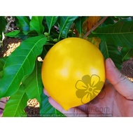 ANOR - Anak Pokok Abiu / Pouteria caimito seedling