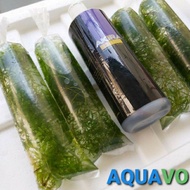 HYDRILLA RUMPAI AIR untuk Ikan Laga, Guppy, Lobster dan Akuarium Air Tawar