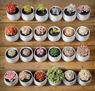 Singapore Ready Stock 100pcs Mixing Succulent Seeds for Sale Succulent Live Indoor Plants Bonsai Plant Trees Home Garden Decoration Outdoor and Indoor Plants Seed Fast Germination Easy To Grow In The Local