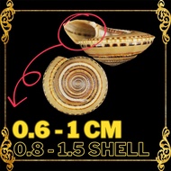 HERMIT CRAB SHELL : Sundial | Architectonica Perspectiva SEASHELLS
