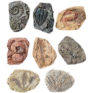 Archaeological Excavation Ancient Biological Fossil Simulation Model Ammonite Clover Children Handma