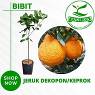 Bibit Pohon Jeruk Dekopon/Keprok