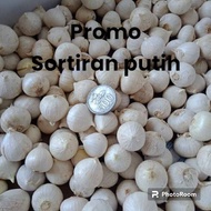 bawang putih tunggal super 1kg