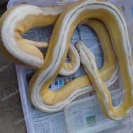 jantan Motley Tiger albino purple phase retic 