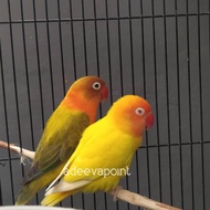 Burung Lovebird Sepasang Biola Ewing Gold x Lutino  MM