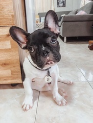 帶有個性化 Urban CAT 標籤的繩索，帶有姓名 + 寵物圖畫和主人的電話號碼