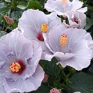 ハイビスカス（ニューロングライフ）：ケイト5号鉢植え*