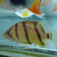 ikan datz ntt