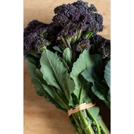 Biji Benih Brokoli Burgundy Broccoli Seed - 100 Seed