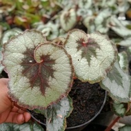 Tanaman Begonia keong(premium)