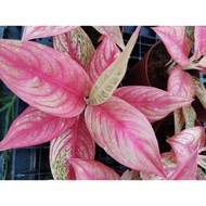 🌱[LIMITED STOCK] Aglaonema Petita | Red Caladium | Rare plant