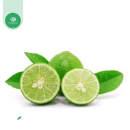 OLD PAPER LEMON TREE - BRANCHES