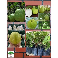 SJH - Anak pokok Jambu batu lohan / Jambu Lohan / Guava / 番石榴果苗 [Real Plant/Live Plant/Saplings]