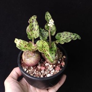 老球 豹紋油點百合錦 開花株 精選靚葉  植物 盆栽 plant 連盆  球根   塊根 易種 caudex  【實拍。只此一盆】可曬