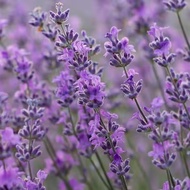 [Dhyana] 100% Lavendin (Grosso)  essential oil