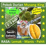 Anak Pokok Durian MUSANG KING D197 Raja Kunyit 猫山王 榴莲苗（2-3Kaki）