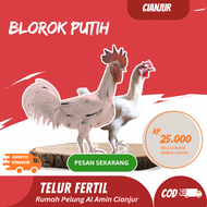 Telur Ayam Pelung Blorok Putih Untuk Ditetaskan Fertil